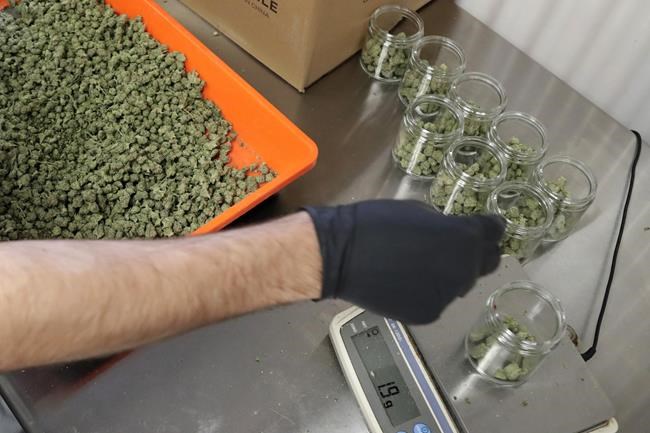 FILE - In this Friday, March 22, 2019 file photo, an employee at a medical marijuana dispensary in Egg Harbor Township, N.J., sorts buds into prescription bottles. Recreational sales of cannabis for adults 21 and older are scheduled to start Thursday, April 21, 2022 with the first alternative treatment centers opening at 6 a.m. in part of the state. (AP Photo/Julio Cortez, File)